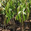 bibit durian musangking kaki 3 super Maluku