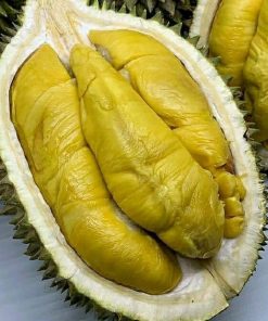 bibit durian musangking super okulasi cepat berbuah Bengkulu