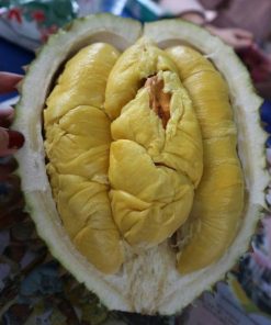 bibit durian musangking super okulasi cepat berbuah Papua Barat
