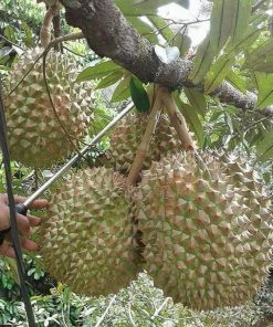 Bibit Durian Bawor bisa berbuah pendek Daerah Istimewa Yogyakarta