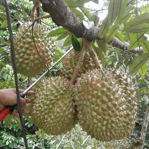 Bibit Durian Bawor bisa berbuah pendek Daerah Istimewa Yogyakarta