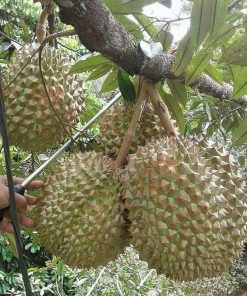 bibit durian bawor bisa berbuah pendek Gorontalo