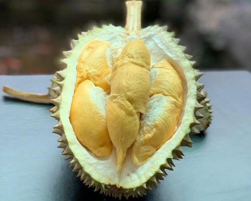 bibit durian bawor bisa berbuah pendek Sulawesi Selatan
