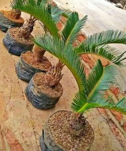 promo palem sikas mawar jambe dewasa tanaman hidup palm sikas tanaman hias indoor palm sikas pohon palem sikas mawar jambe Singkawang