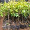 bibit durian duri hitam ochee unggulan Tasikmalaya