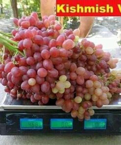 Bibit Buah anggur import jenis Velles Siap Berbuah Jawa Tengah