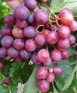 Bibit Buah anggur import jenis Velles Siap Berbuah Salatiga