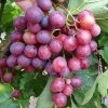 Bibit Buah anggur import jenis Velles Siap Berbuah Serang