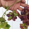 bibit anggur Baikonur new grafting dijamin Valid Palu