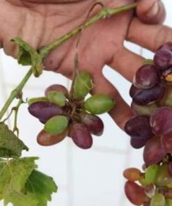 bibit anggur Baikonur new grafting dijamin Valid Palu