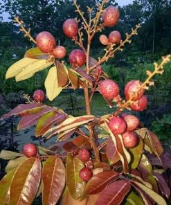 bibit lengkeng merah pohon kelengkeng merah benih kelengkeng merah benih pohon bibit tanaman buahan Medan