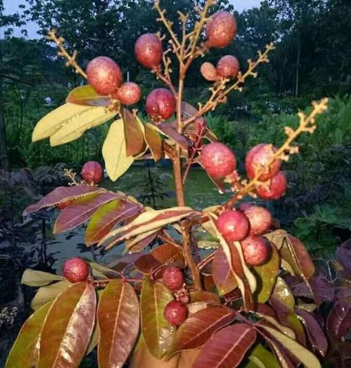 bibit lengkeng merah pohon kelengkeng merah benih kelengkeng merah benih pohon bibit tanaman buahan Sulawesi Tengah
