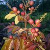 bibit lengkeng merah pohon kelengkeng merah benih kelengkeng merah benih pohon bibit tanaman buahan Medan