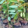 bibit durian duri hitam ochee Kepulauan Riau
