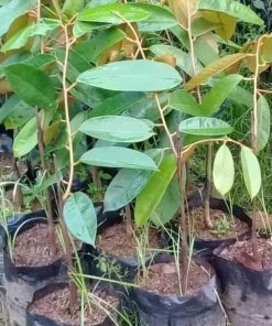bibit durian duri hitam ochee Kepulauan Riau