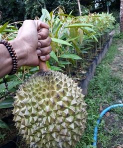 bibit buah durian jenis musangking super Daerah Istimewa Yogyakarta