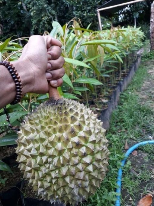bibit buah durian jenis musangking super Daerah Istimewa Yogyakarta