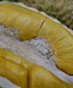 bibit durian musangking unggul Sulawesi Utara