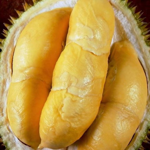 bibit durian bawor Kota Administrasi Jakarta Timur