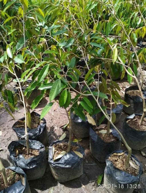 bibit tanaman durian duri hitam okulasi unggul Sawahlunto