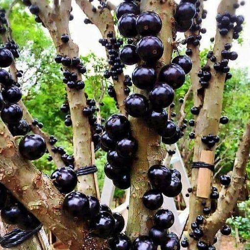Biibit anggur import terbaru ninel trans hasil okulasi Manado
