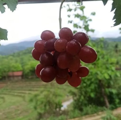 Biibit anggur import terbaru ninel trans hasil okulasi Sungai Penuh