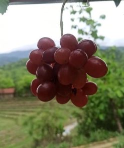 Biibit anggur import terbaru ninel trans hasil okulasi Aceh