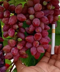 Biibit anggur import terbaru ninel trans hasil okulasi Kalimantan Timur