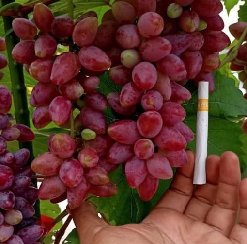 Biibit anggur import terbaru ninel trans hasil okulasi Sukabumi