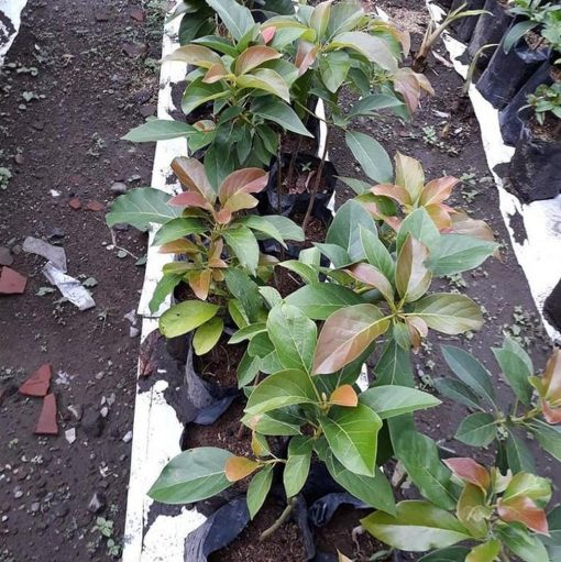 bibit tanaman alpukat kendil super murah termurah Sumatra Utara