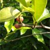 Bibit Cendana Jawa Sumatra Barat