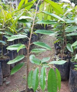 bibit durian musangking unggul cepat berbuah hasil okulasi Bangka Belitung