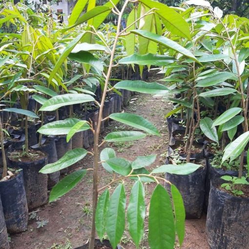 bibit durian musangking unggul cepat berbuah hasil okulasi Prabumulih