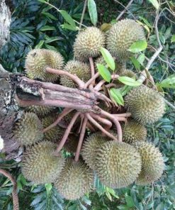 bibit durian musangking unggul cepat berbuah hasil okulasi Jawa Tengah