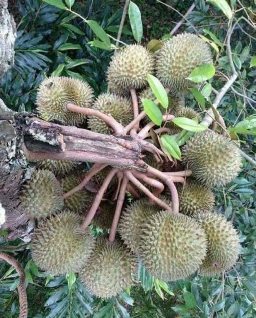bibit durian musangking unggul cepat berbuah hasil okulasi Kepulauan Riau