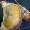 bibit durian musangking unggul cepat berbuah hasil okulasi Jawa Timur