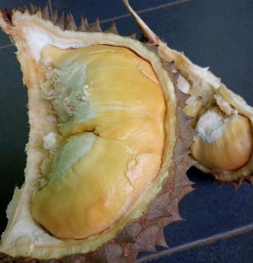 bibit durian musangking unggul cepat berbuah hasil okulasi Jawa Timur