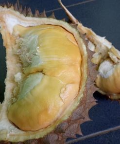 bibit durian musangking unggul cepat berbuah hasil okulasi Jawa Timur