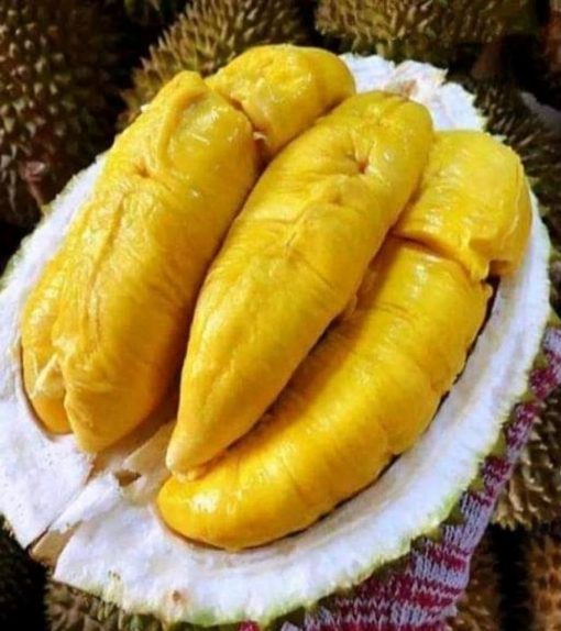 Bibit Durian Musangking Kaki 3 Super Hasil Okulasi Berkualitas Cepat Berbuah Terlaris Bengkulu