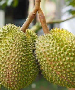 bibit durian musangking kaki 3 super unggul cepat berbuah bisa ditanam dipot Mataram