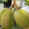bibit durian musangking kaki 3 super unggul cepat berbuah bisa ditanam dipot Jambi