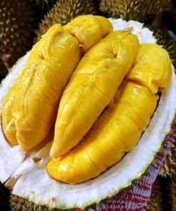 bibit durian musangking kaki 3 super unggul cepat berbuah bisa ditanam dipot Batu