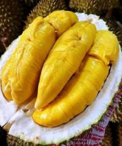 bibit durian musangking kaki 3 super unggul cepat berbuah bisa ditanam dipot Tangerang