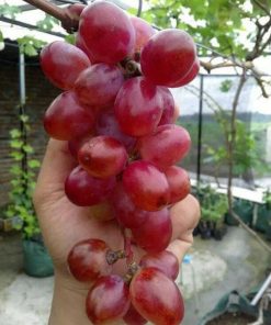 Bibit buah anggur import jenis Nina Queen Dumai