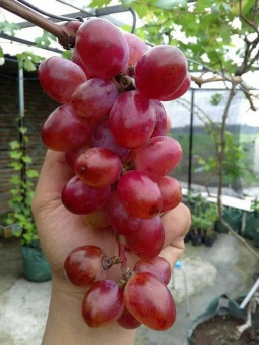 Bibit buah anggur import jenis Nina Queen Dumai
