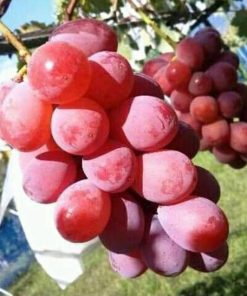 Bibit buah anggur import jenis Nina Queen Jawa Timur