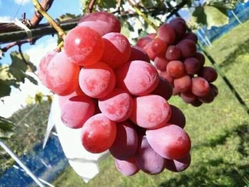 Bibit buah anggur import jenis Nina Queen Jawa Timur
