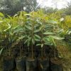 bibit durian musangking super unggul Sumatra Barat
