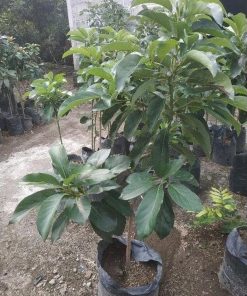 termurah bibit buah alpulat kelut tinggi 1 meter alpukat lokal super unggulan non Sukabumi