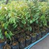 bibit durian musangking kaki 3 super Sumatra Barat